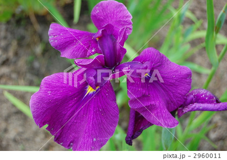 花菖蒲 花菖蒲 2960011