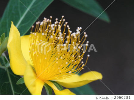 ヒペリカム・カリシナムの花 2960281
