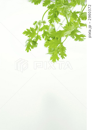 香菜 2960372