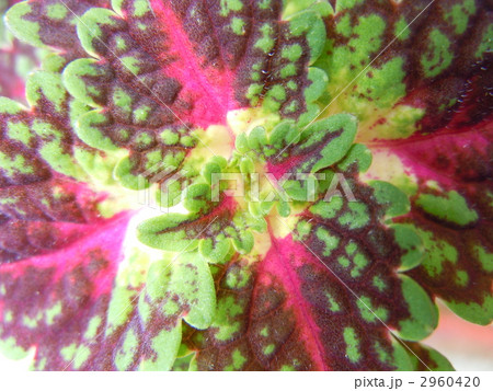 観葉植物_コリウス_葉_赤色_緑色 2960420