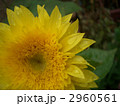 雨あがりモネのひまわり＜横＞ 2960561