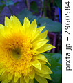 雨あがりモネのひまわり＜縦＞ 2960584