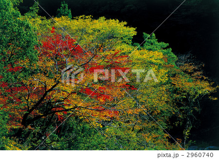 陽目の秋 2960740