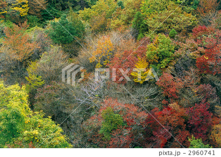 色づく森 色づく森 2960741