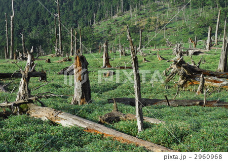 大台ケ原(正木ケ原)の倒木林 大台ケ原(正木ケ原)の倒木林 2960968