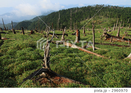 大台ケ原(正木ケ原)の倒木林 大台ケ原(正木ケ原)の倒木林 2960970