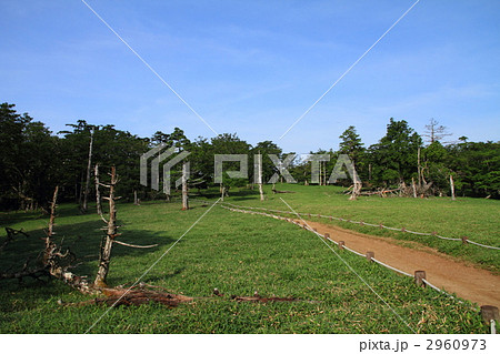 大台ケ原(牛石ケ原)の笹原 大台ケ原(牛石ケ原)の笹原 2960973