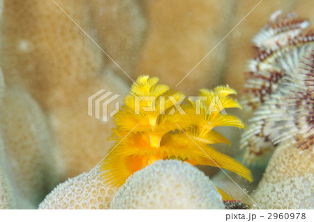 イバラカンザシ イバラカンザシ 2960978