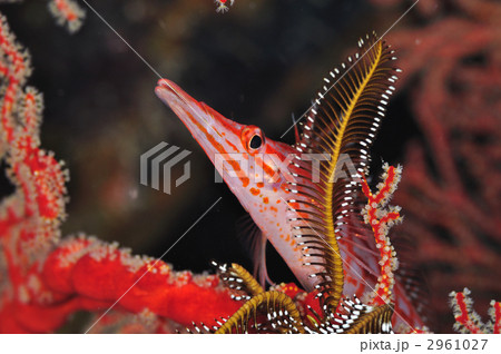 クダゴンベ 2961027