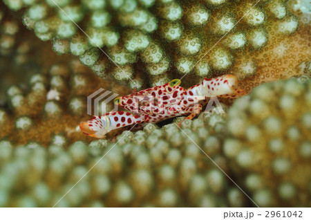 アカホシサンゴガニ 2961042