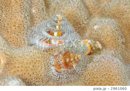 イバラカンザシ イバラカンザシ 2961060