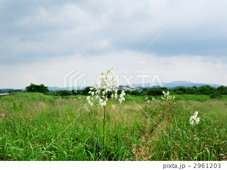 イトランの花が咲く河原の風景 イトランの花が咲く河原の風景 2961203