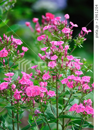 クサキョウチクトウ（草夾竹桃）　の花 2961204