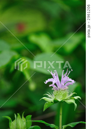 タイマツバナの花 タイマツバナの花 2961206