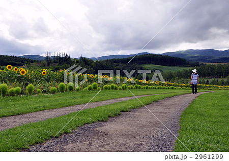 ひまわり道 2961299