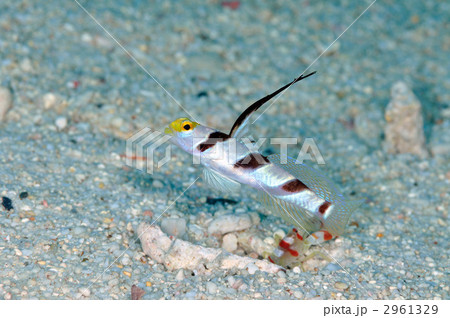 ヒレナガネジリンボウ ヒレナガネジリンボウ 2961329