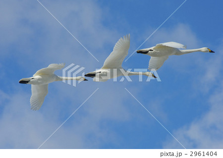 コハクチョウの飛行 コハクチョウの飛行 2961404