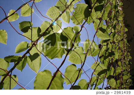 緑のカーテン 2961439