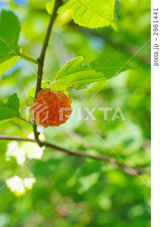 コウゾの実 2961441