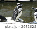 ペンギン 2961628