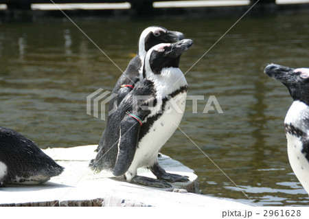 ペンギン ペンギン 2961628