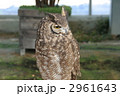 ふくろう 2961643