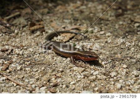 トカゲ　蜥蜴 2961709