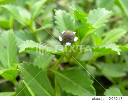 6月に咲き始め,花穂が伸びて秋まで咲き続けるイワダレソウの花 2962174