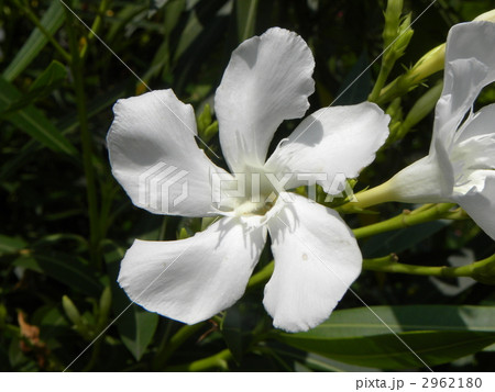 千葉市の花夾竹桃の白い花 2962180