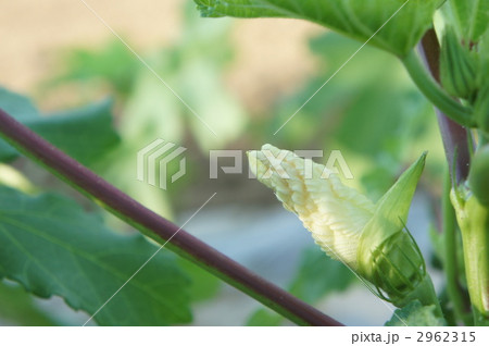 おくらの花の蕾(横・右) おくらの花の蕾(横・右) 2962315