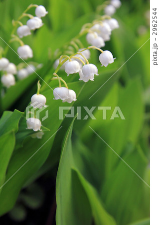 スズラン 2962544