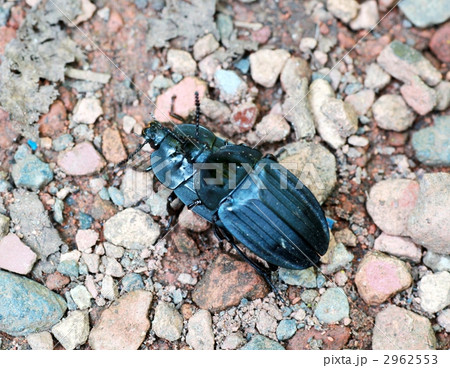 オオヒラタシデムシ 2962553