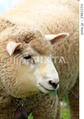 羊 2962554