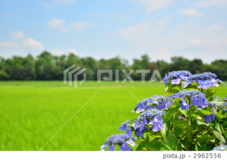田園の紫陽花 田園の紫陽花 2962556