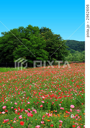 ポピーの丘と森 ポピーの丘と森 2962606