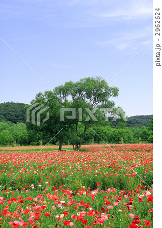 ポピー畑と大木 ポピー畑と大木 2962624