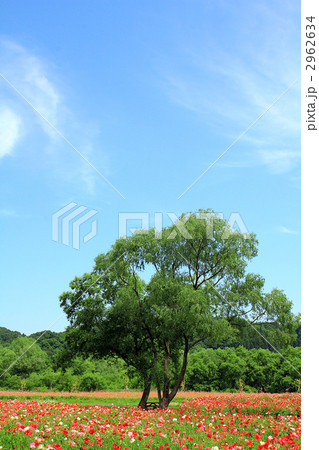 ポピーの花畑と大木 ポピーの花畑と大木 2962634