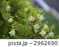 ヒバの実 2962690