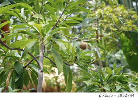 チューインガムノキ 2962744