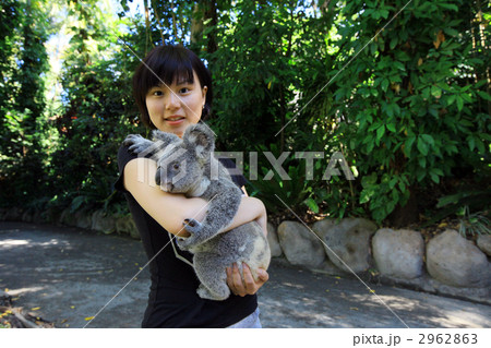 コアラ抱っこ コアラ抱っこ 2962863