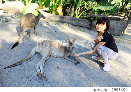 カンガルーとあそぼ 2963104