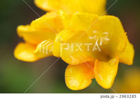 フリージアとバッタ 2963285