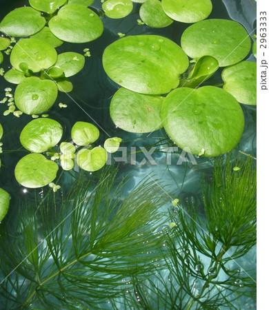 メダカの水槽では水草の管理が大切です メダカの水槽では水草の管理が大切です 2963333