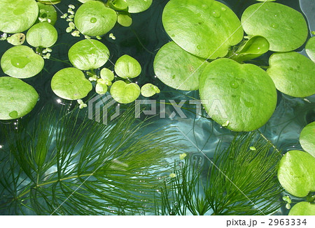 メダカの水槽では水草の管理が大切です メダカの水槽では水草の管理が大切です 2963334