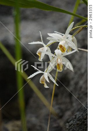 セロジネ 2963355