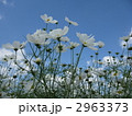 白いコスモス 2963373