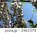 フジの花とミツバチ 2963374