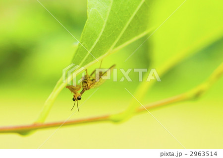 ヒメカマキリモドキ 2963514