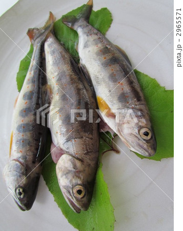 アマゴ3匹　右向き 2965571