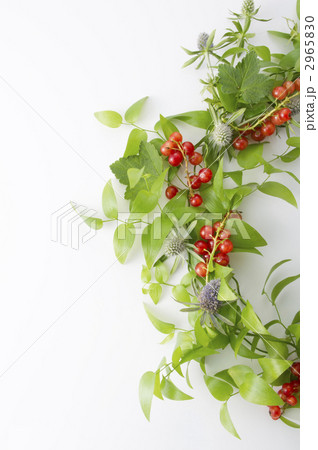 スグリのリース スグリのリース 2965830